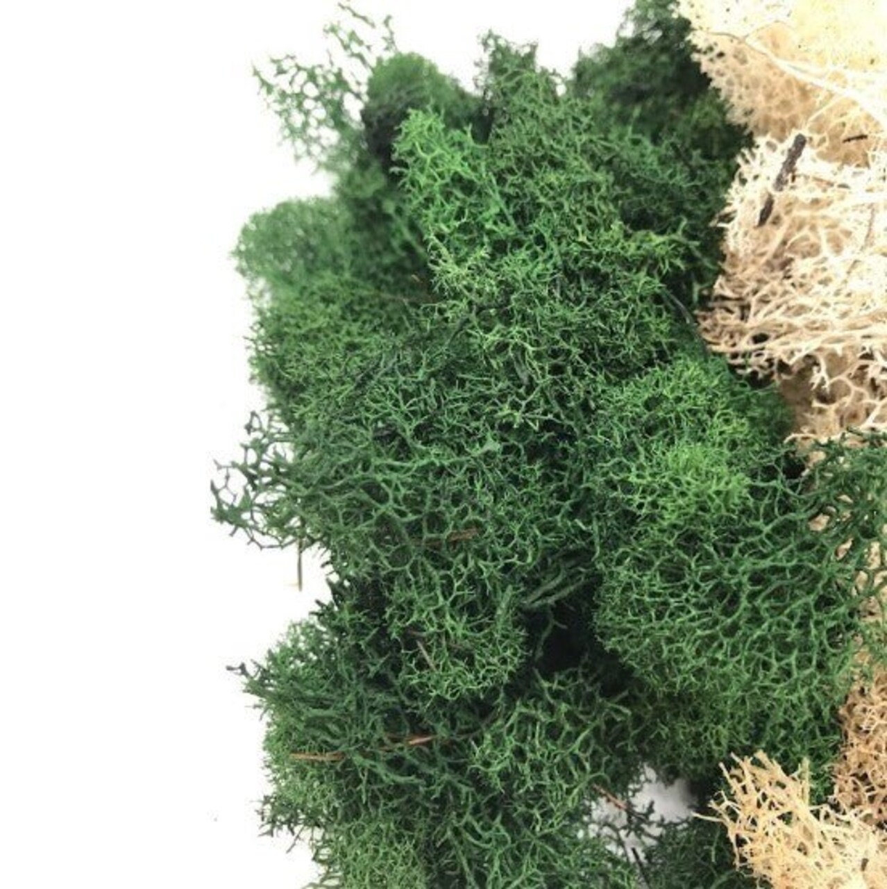 MOSS - Preserved Reindeer MOSS - Dark Green Natural Spring MIX